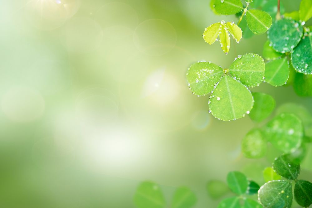 Green leaves with water drops background