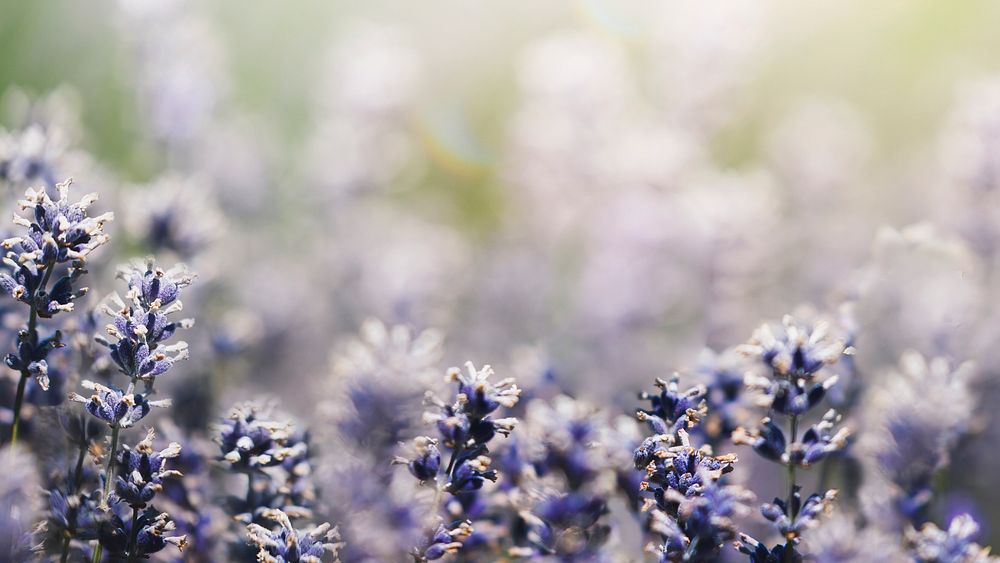 Lavender desktop background wallpaper close up, aesthetic HD nature image
