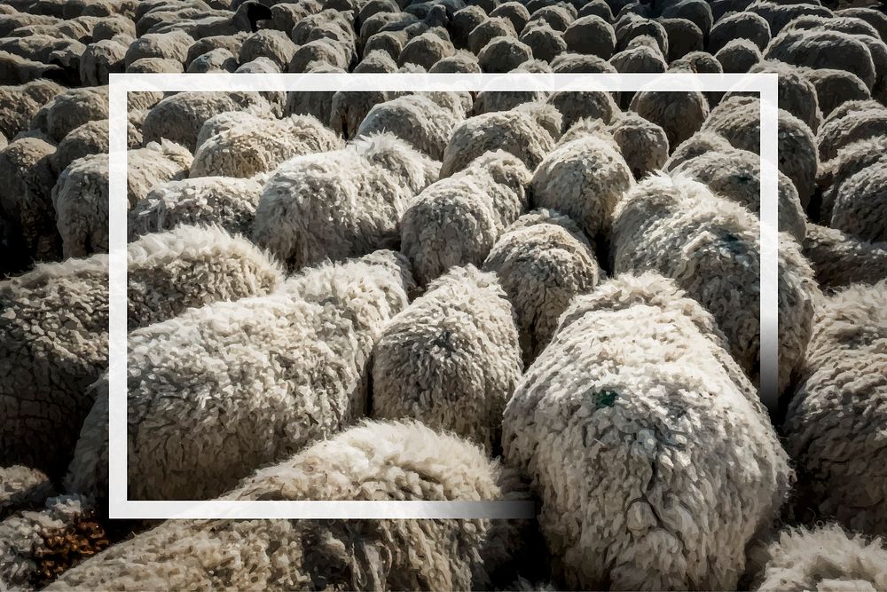 White frame on a mob of sheep background vector