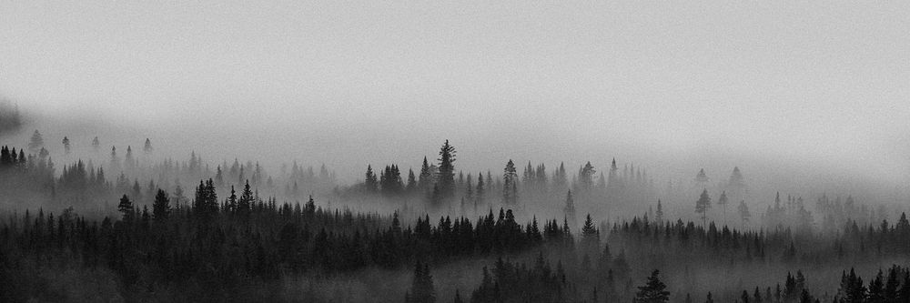 View of the misty woods in Norway