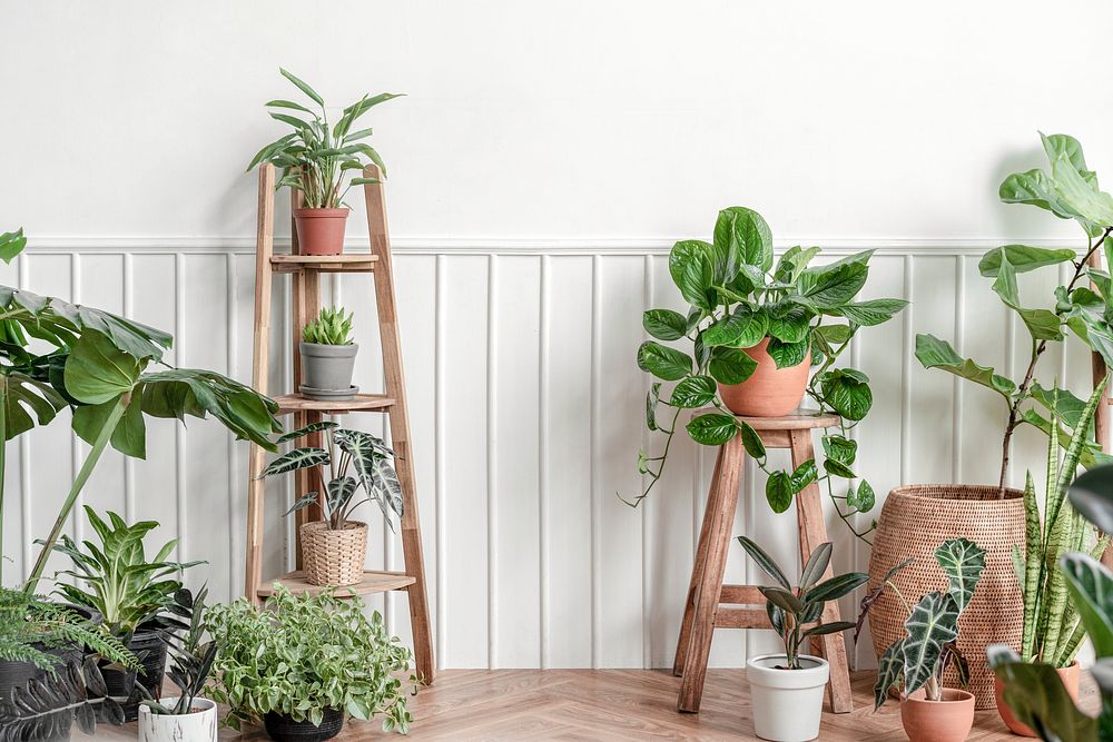 Indoor houseplants, plant parent interior design