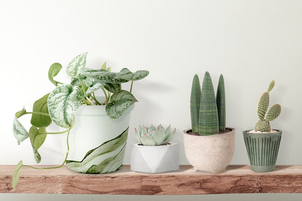 Cute small houseplants on wooden shelf