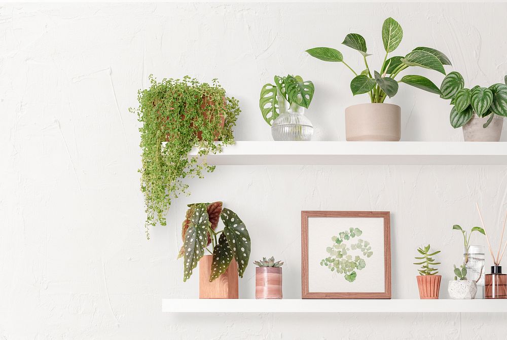 Houseplants on white shelves, home decor
