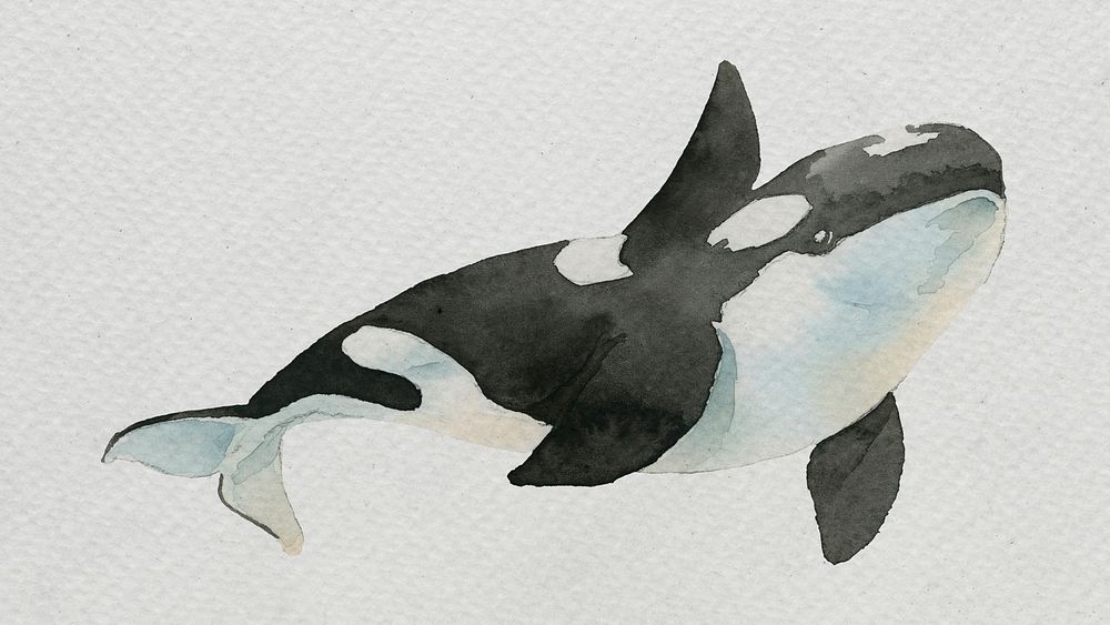 Watercolor painted killer whale on white canvas template