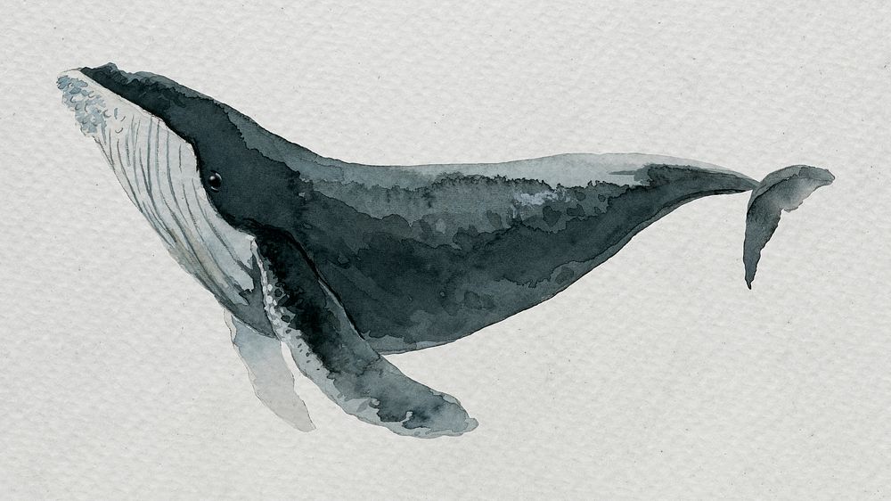 Humpback whale watercolor painting on white template