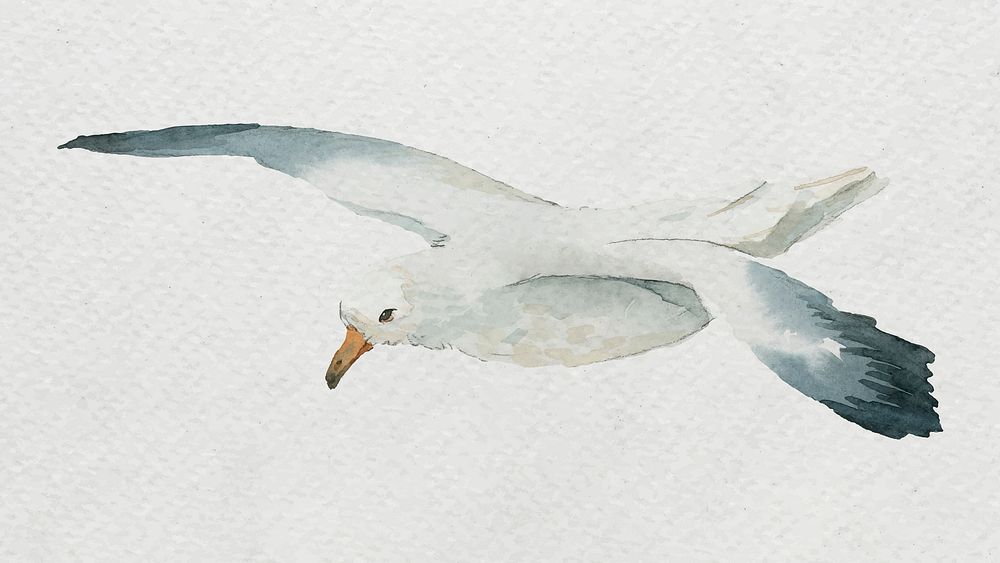 Watercolor painted seagull on white canvas vector