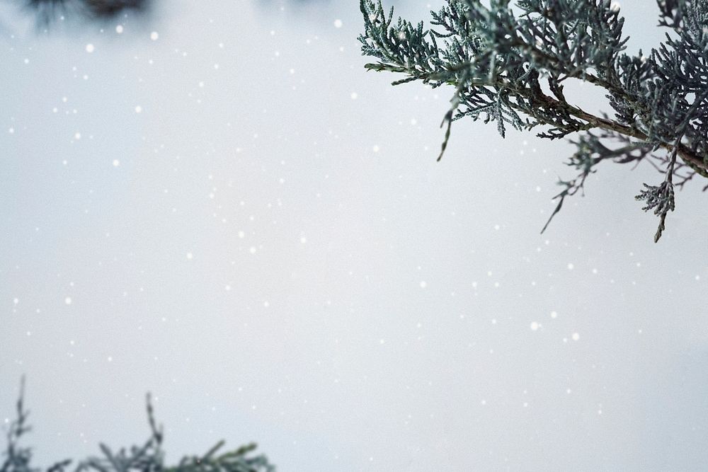 Pine branches in a snowy day background