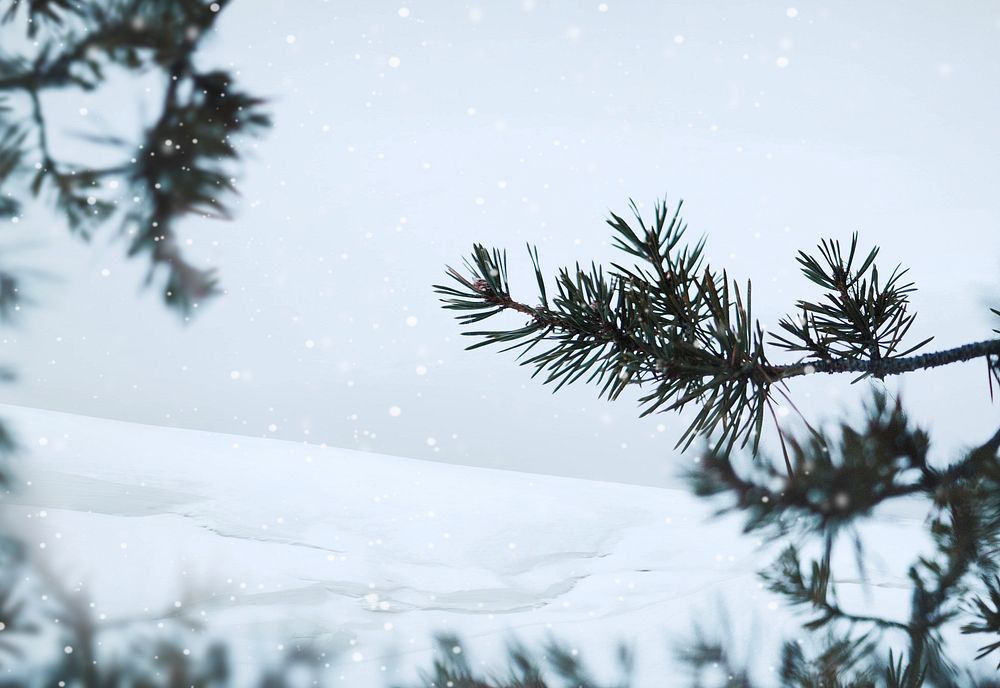 Pine branches in a snowy day background