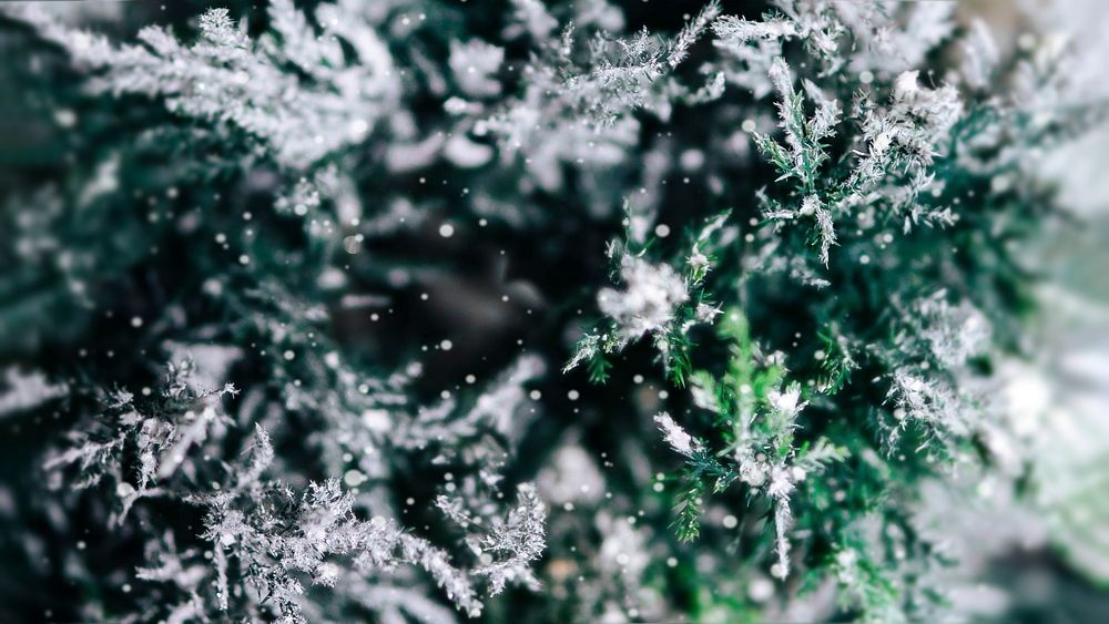 Closeup of spruce covered with snow