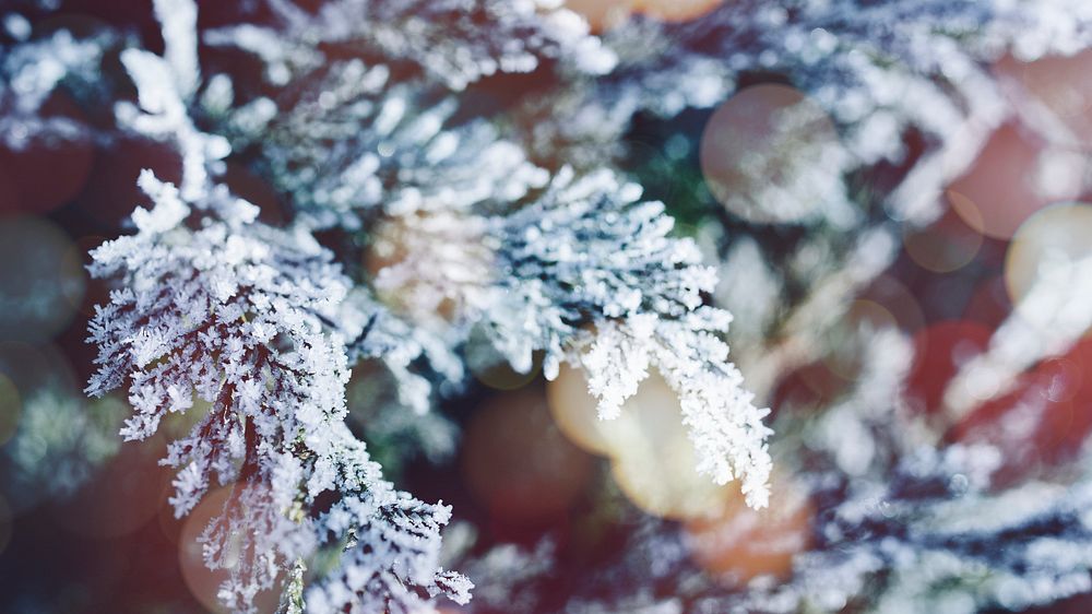 Closeup of spruce covered with snow