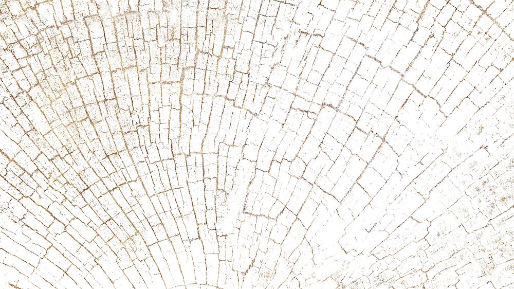 Bleached tree rings blog banner background