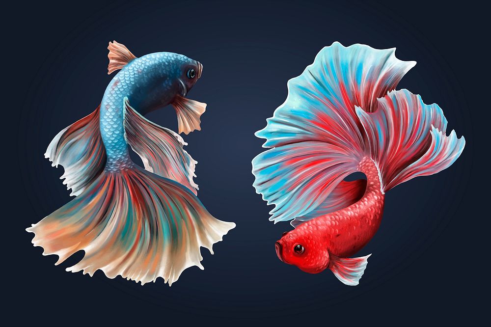 Betta fishes on a midnight blue background vector