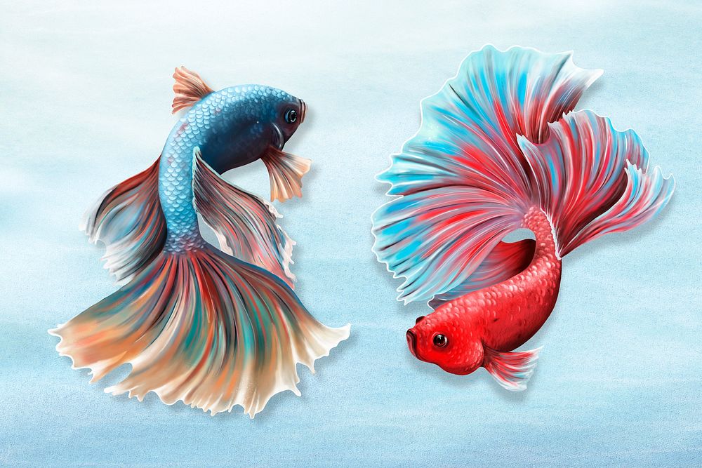 Colorful betta fishes on a sky blue background