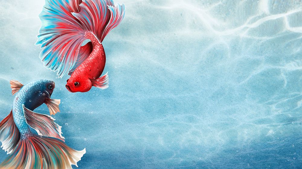 Betta fishes on a sky blue background design resource 