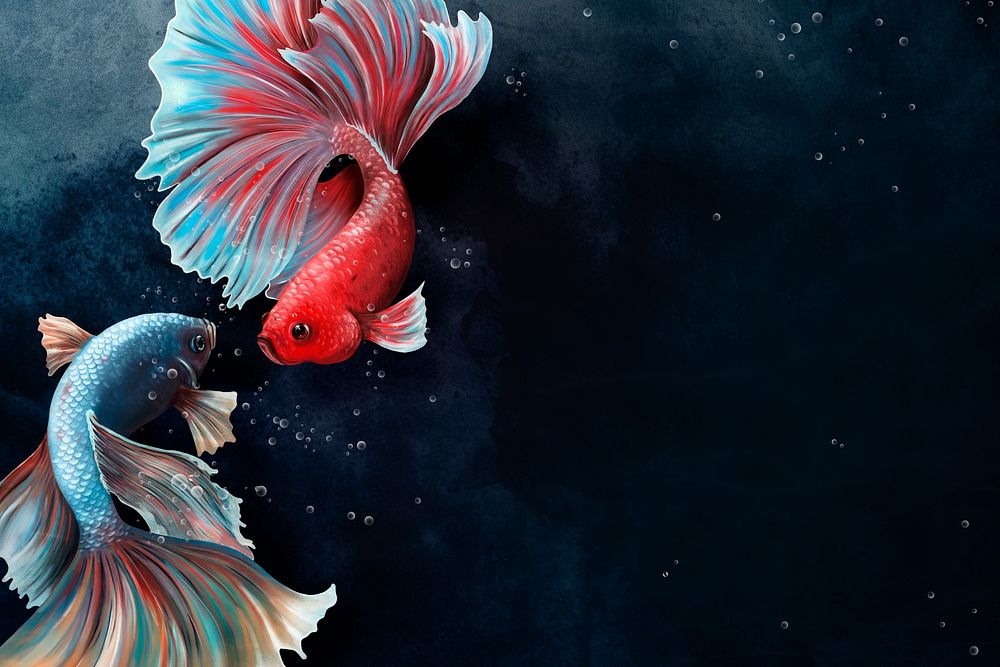 Betta fishes on a midnight blue background design resource