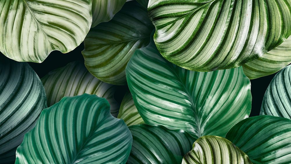 Green natural Calathea Orbifolia leaves