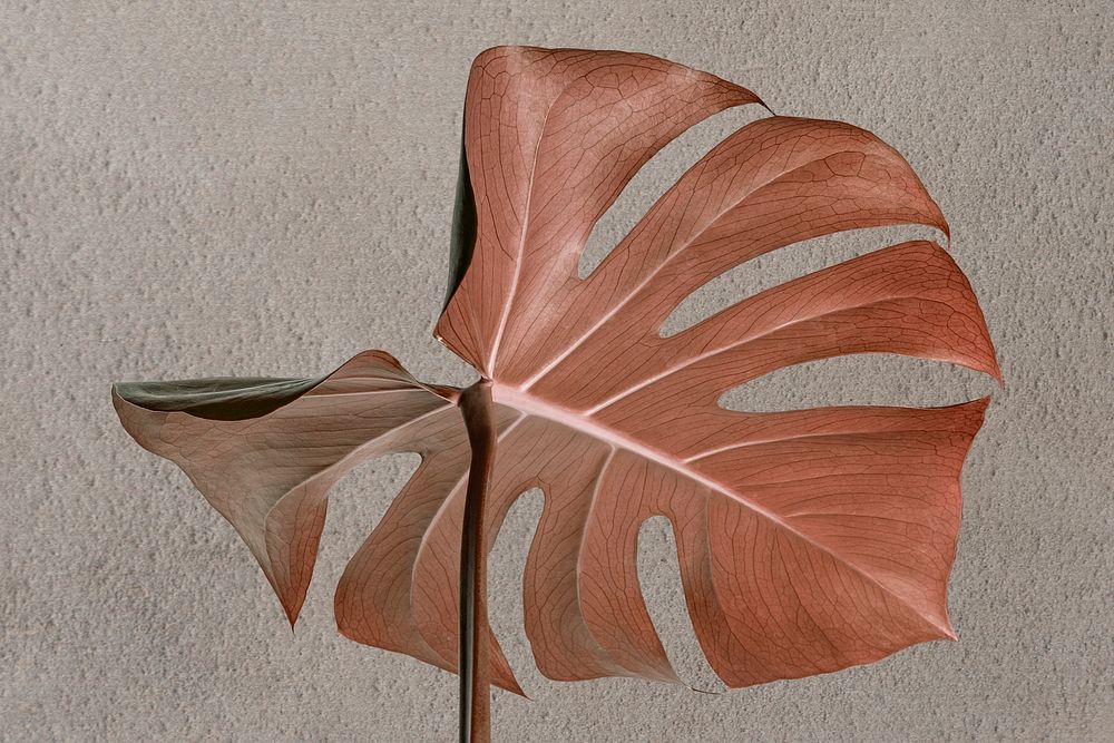 Copper monstera leaf on a gray background design resource