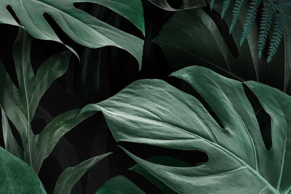 Fresh natural green Monstera Deliciosa leaves