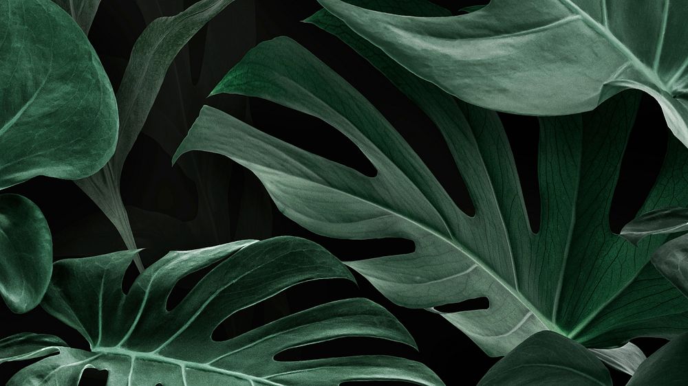 Leaf desktop wallpaper, green Monstera computer background 