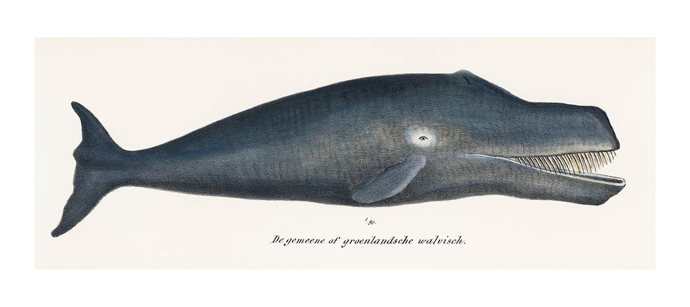 Bowhead whale vintage illustration wall art print and poster design remix from original artwork.