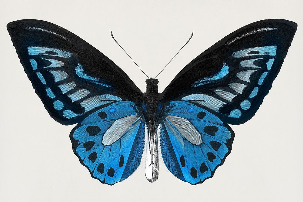 Vintage Common Blue butterfly illustration design element