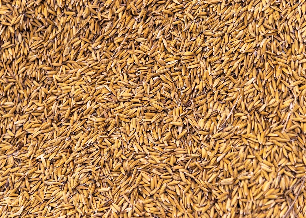 Orange dried grains textured background