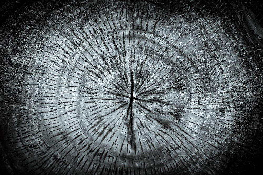 Pale gray tree rings textured background