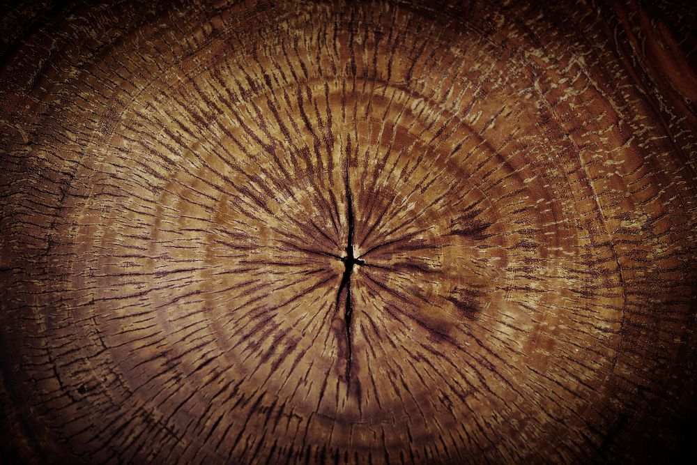 Brown tree rings textured background