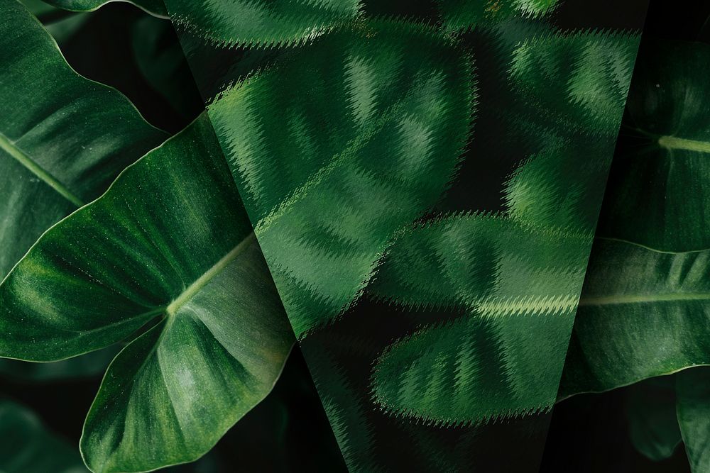 Tropical anthurium leaves textured background