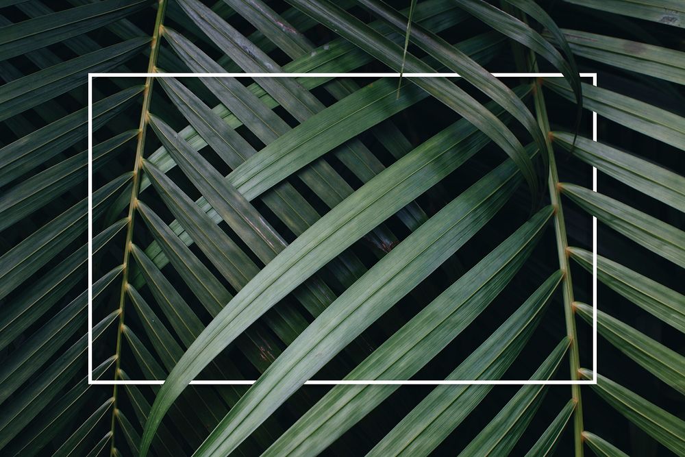 Rectangle on tropical leaves background