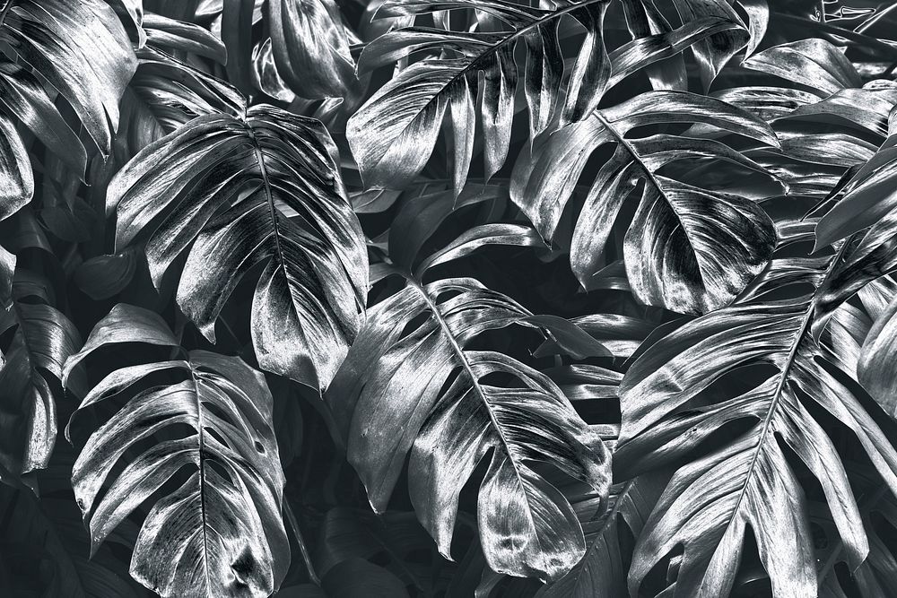 Shiny silver monstera leaves background