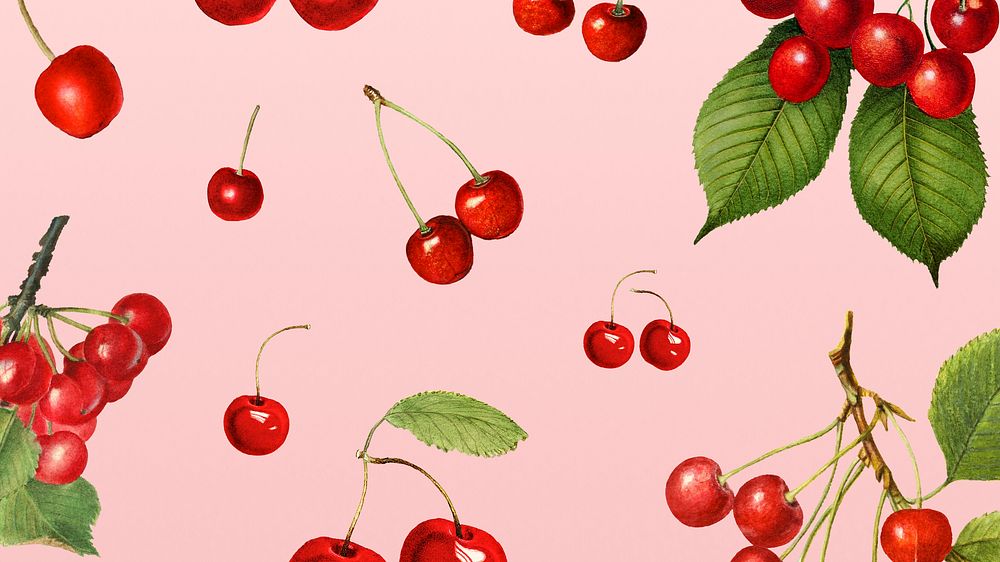 Hand drawn natural fresh red cherry on pink background illustration