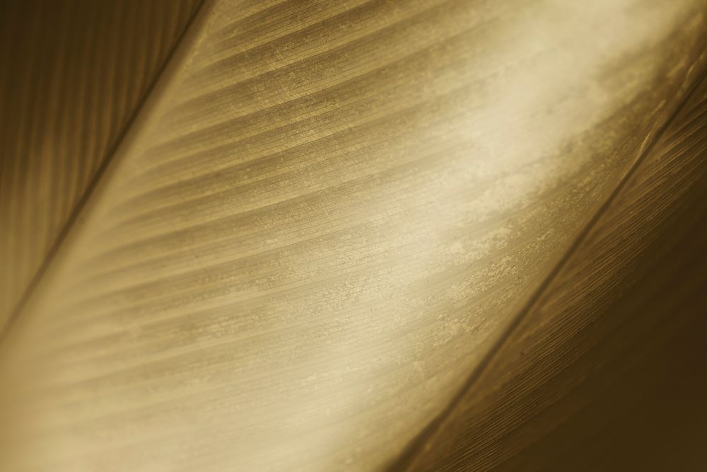Close up of yellow Cigar flower leaf background