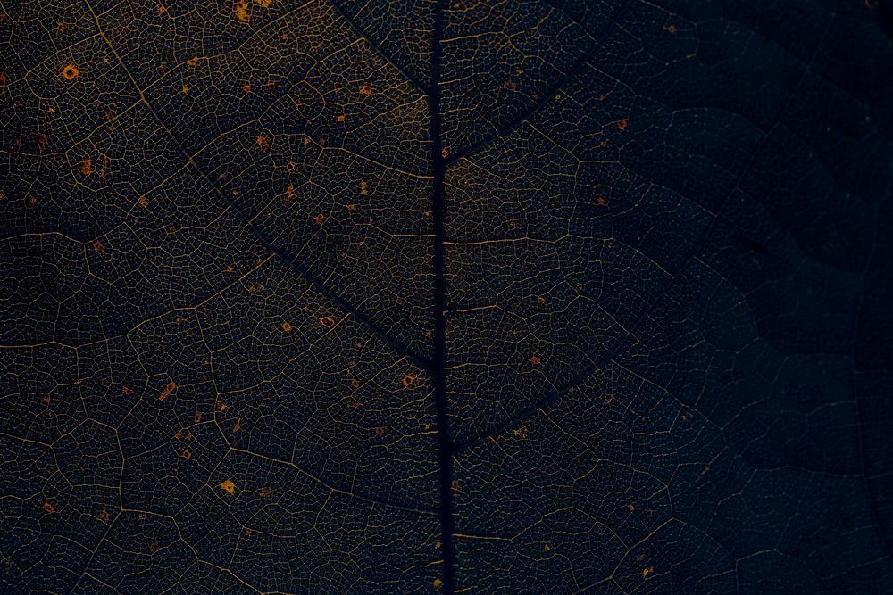 Star gooseberry leaf texture macro background