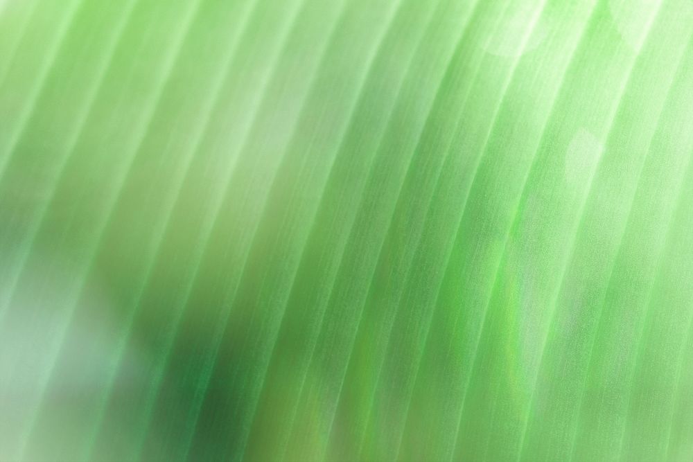Banana leaf macro shot background