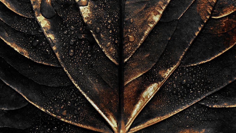 Wet golden alocasia leaf background design resource  
