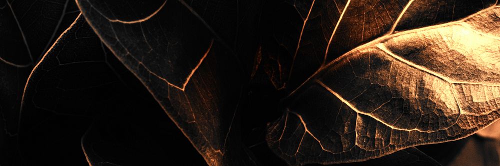 Shiny golden alocasia leaf background design resource 