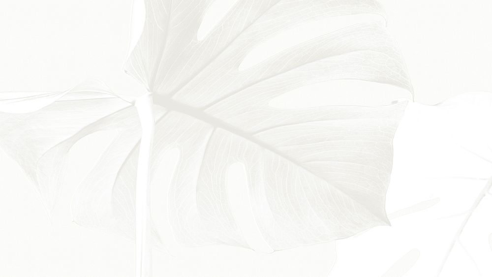 Monstera leaf on a white background design resource 
