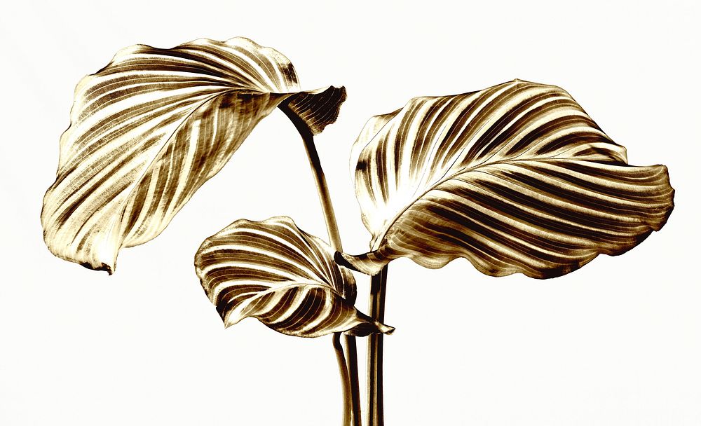 Shiny golden calathea leaves on a white background 