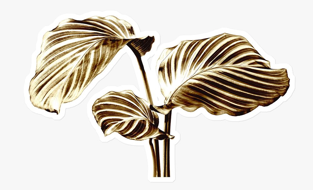 Shiny golden calathea leaves on a white background 