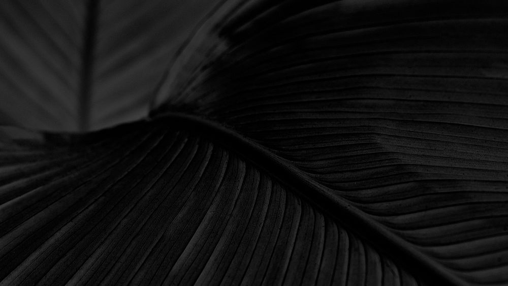 Bird of paradise leaf background design resource 