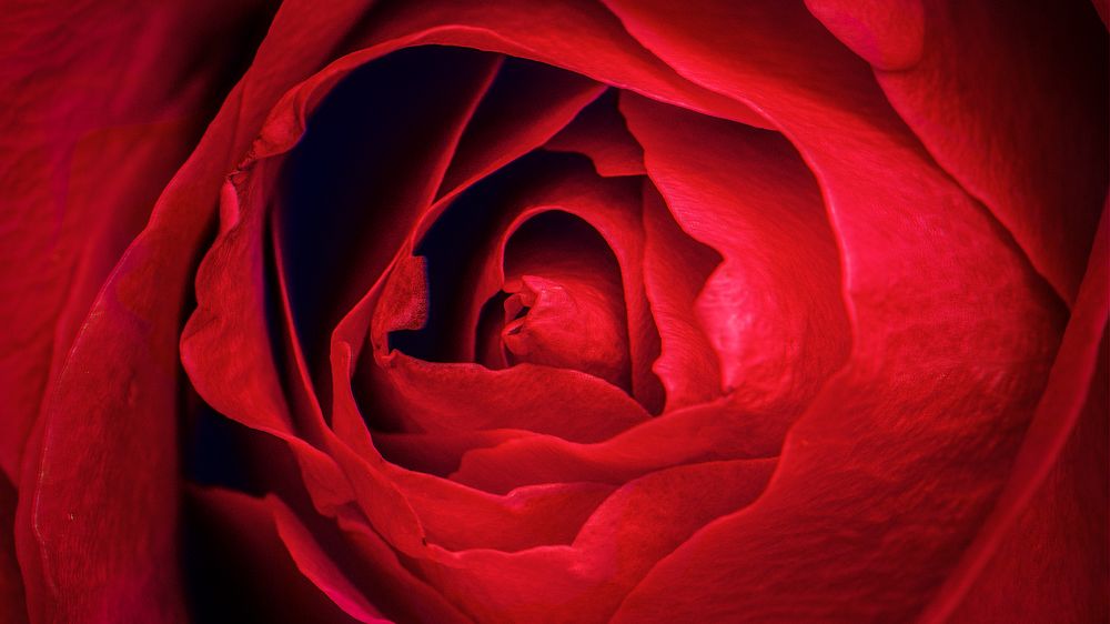 Red rose desktop background wallpaper, aesthetic HD nature image