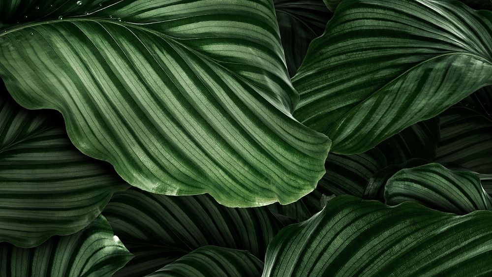 Leaf HD wallpaper, green Calathea Orbifolialeaf, nature background