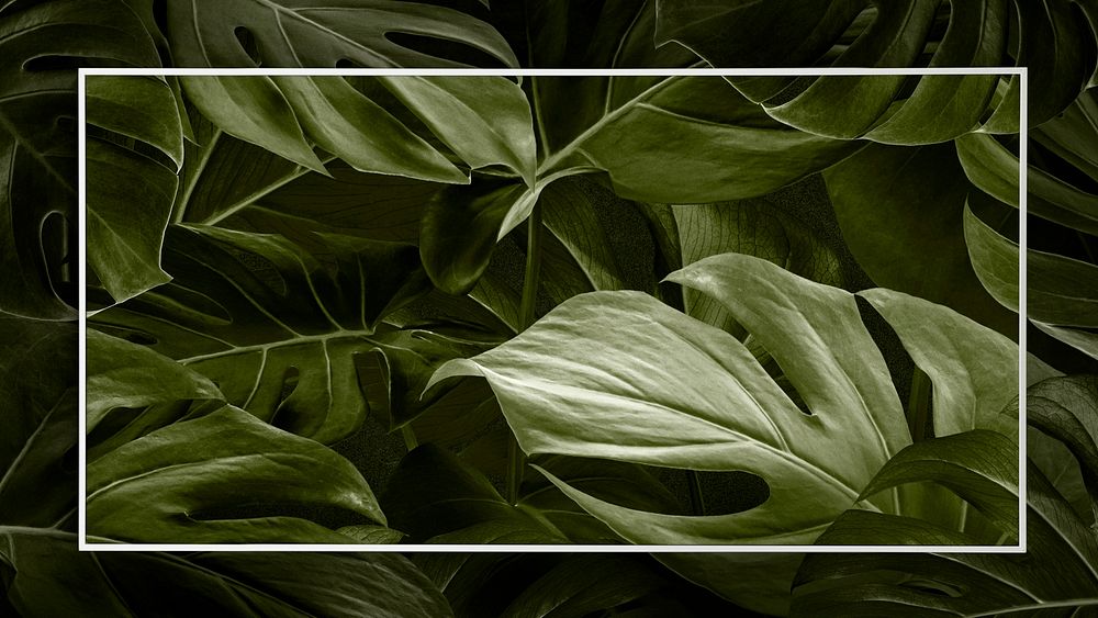 Monstera leaf with frame social media banner background