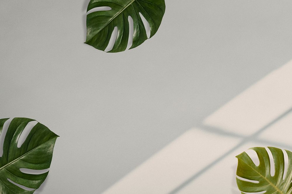 Monstera leaves on beige background