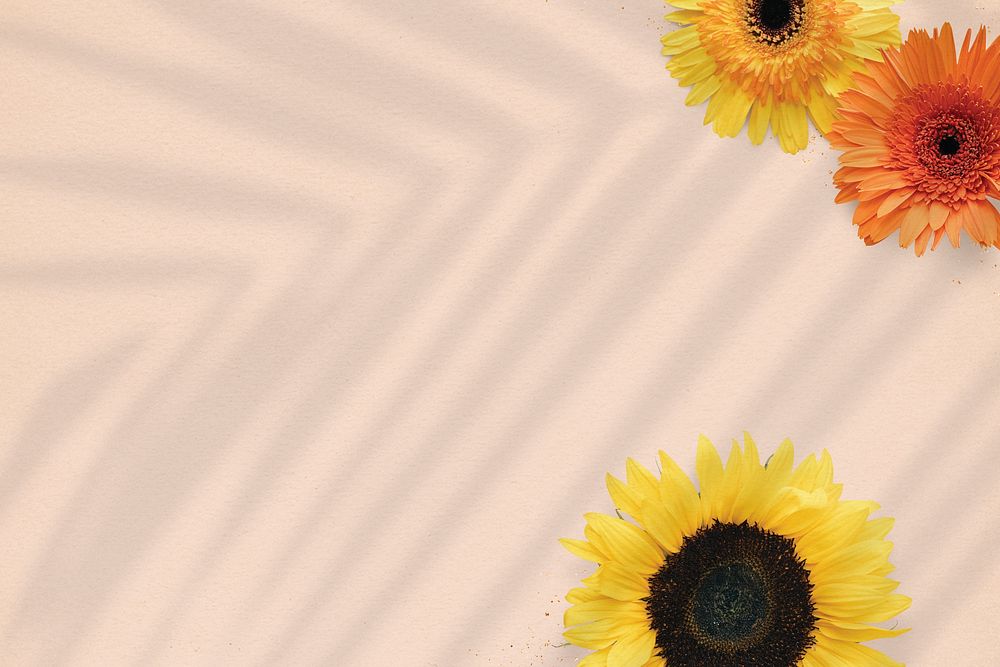 Natural sunflower on beige background
