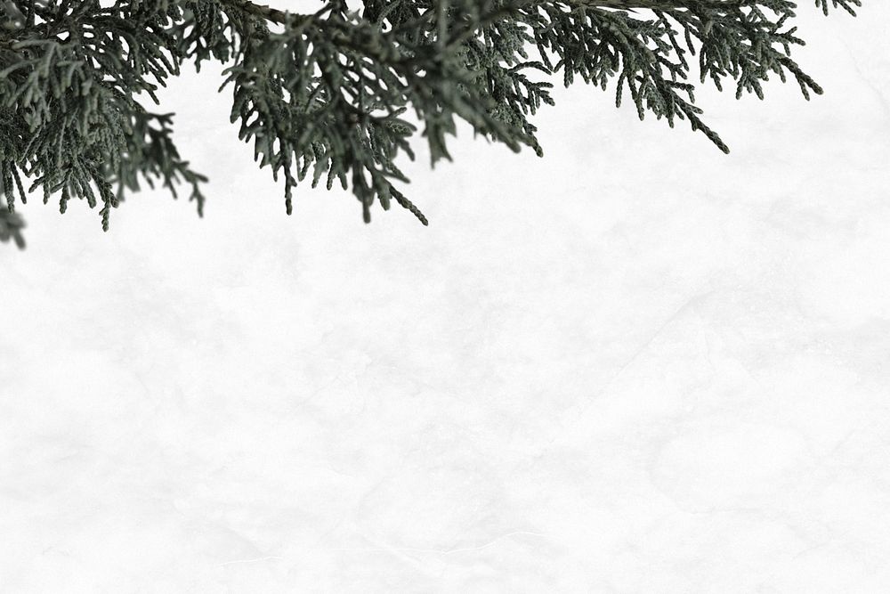 Pine tree psd blank white background