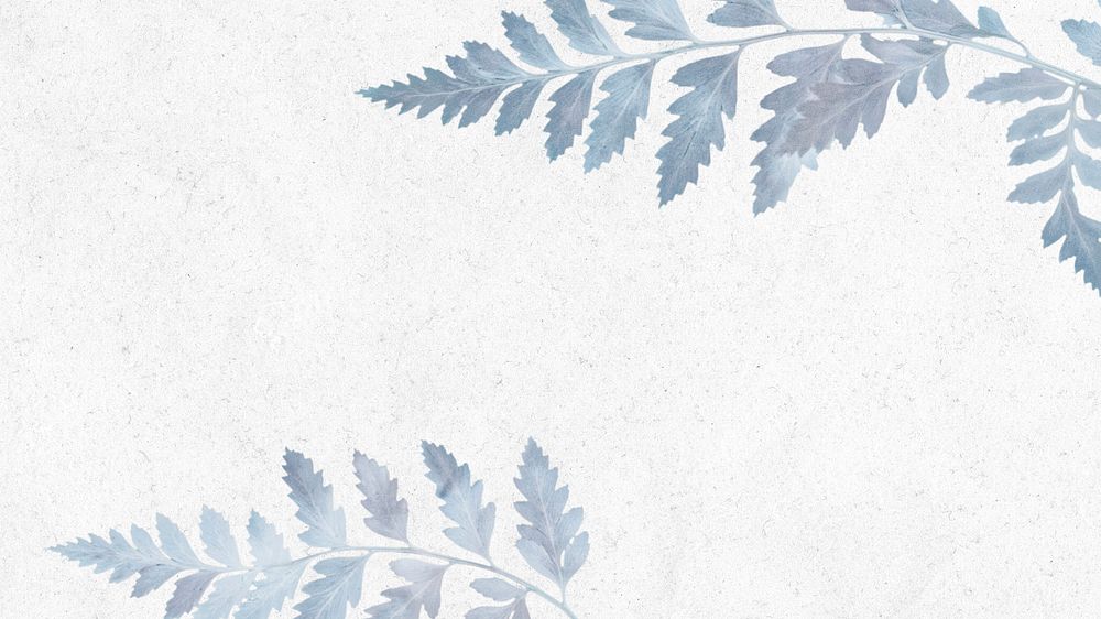 Silvery leatherleaf fern blank background