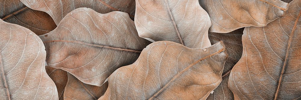 Beige dried leaf pattern background and wallpaper