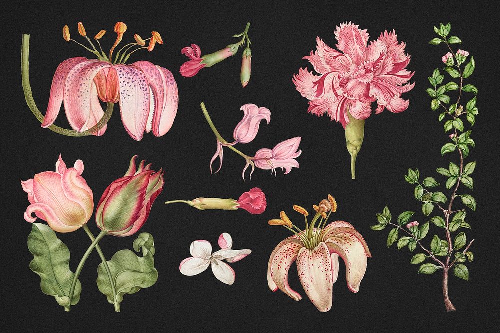 Vintage blooming pink flower illustration set, remix from The Model Book of Calligraphy Joris Hoefnagel and Georg Bocskay